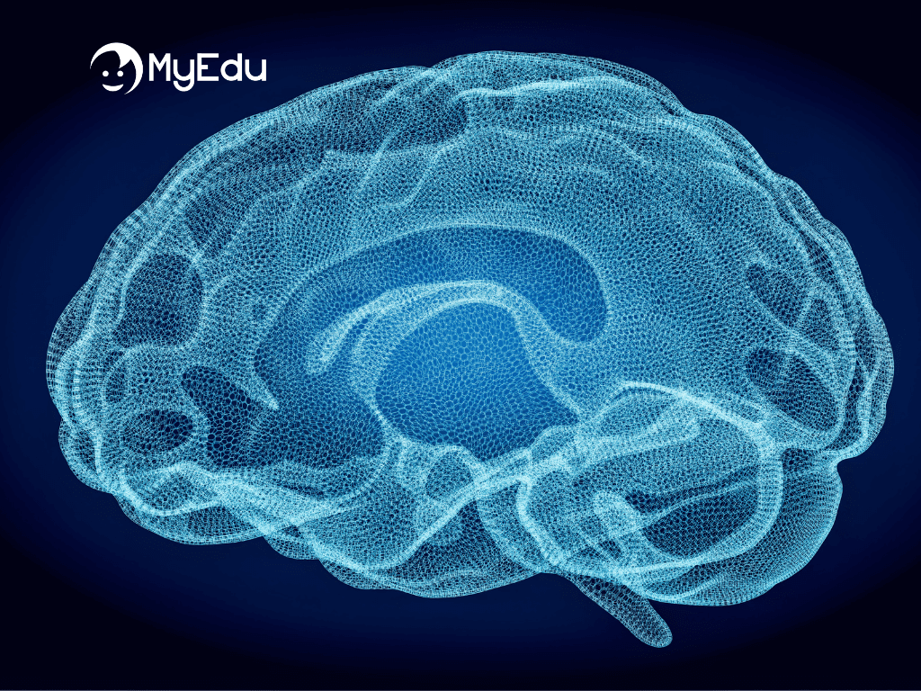 Neuroscienze cognitive: le nuove frontiere nell&#8217;apprendimento